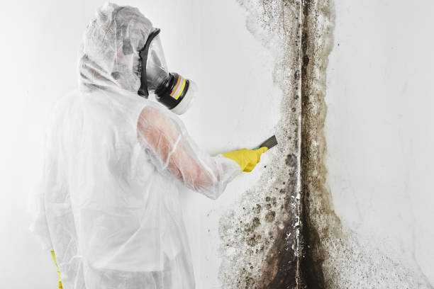 Best Post-Flood Mold Remediation in Belle Glade, FL