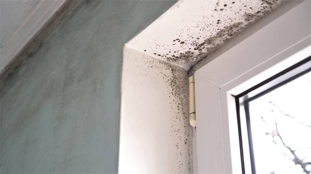 Best Attic Mold Remediation in Belle Glade, FL