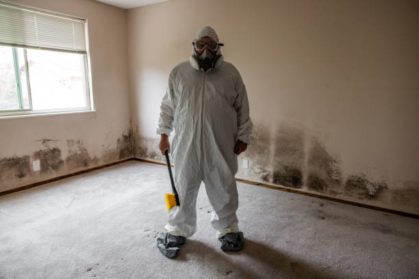 Best DIY Mold Remediation Support Services in Belle Glade, FL